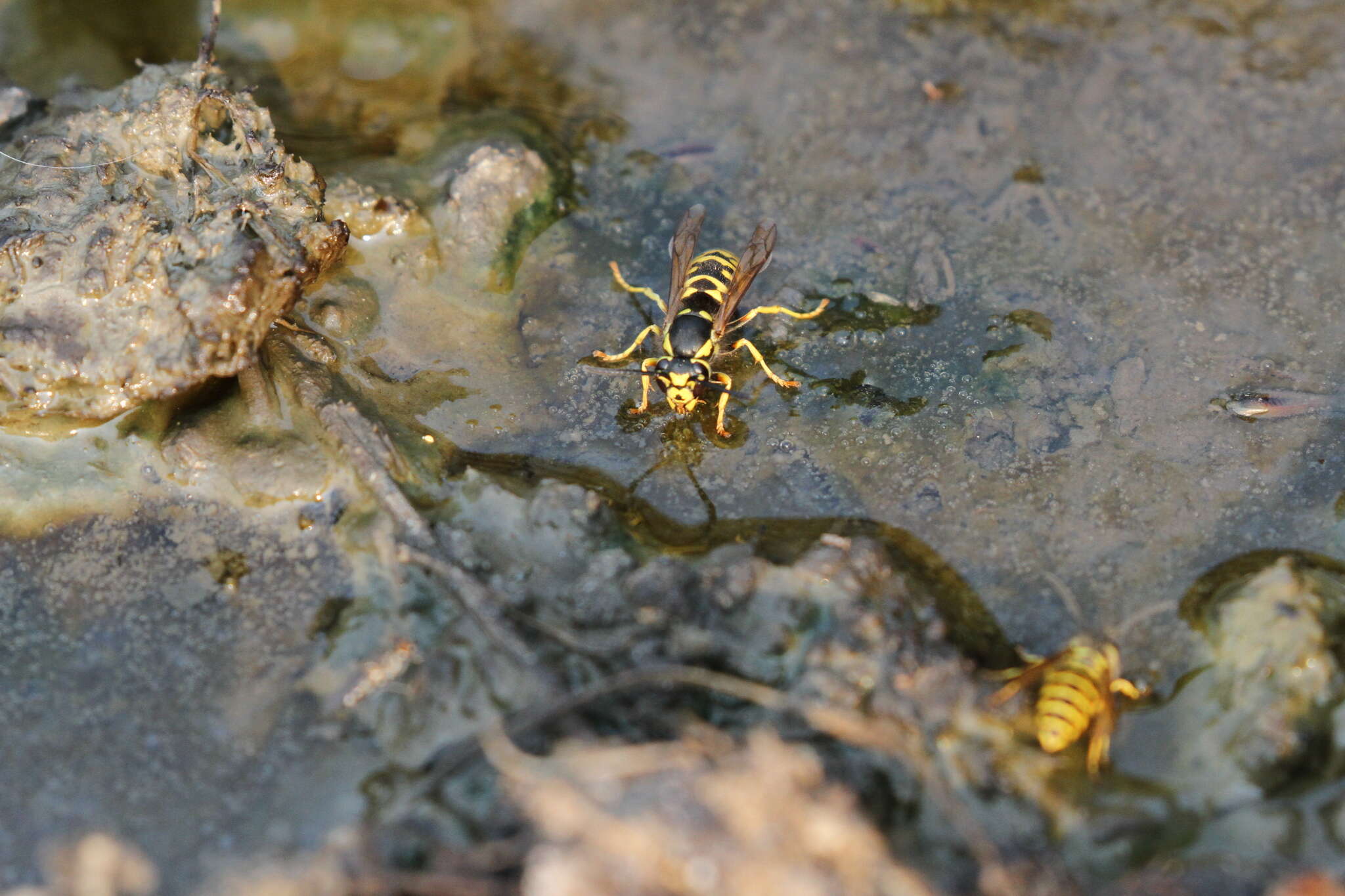 Image of Prairie Yellowjacket