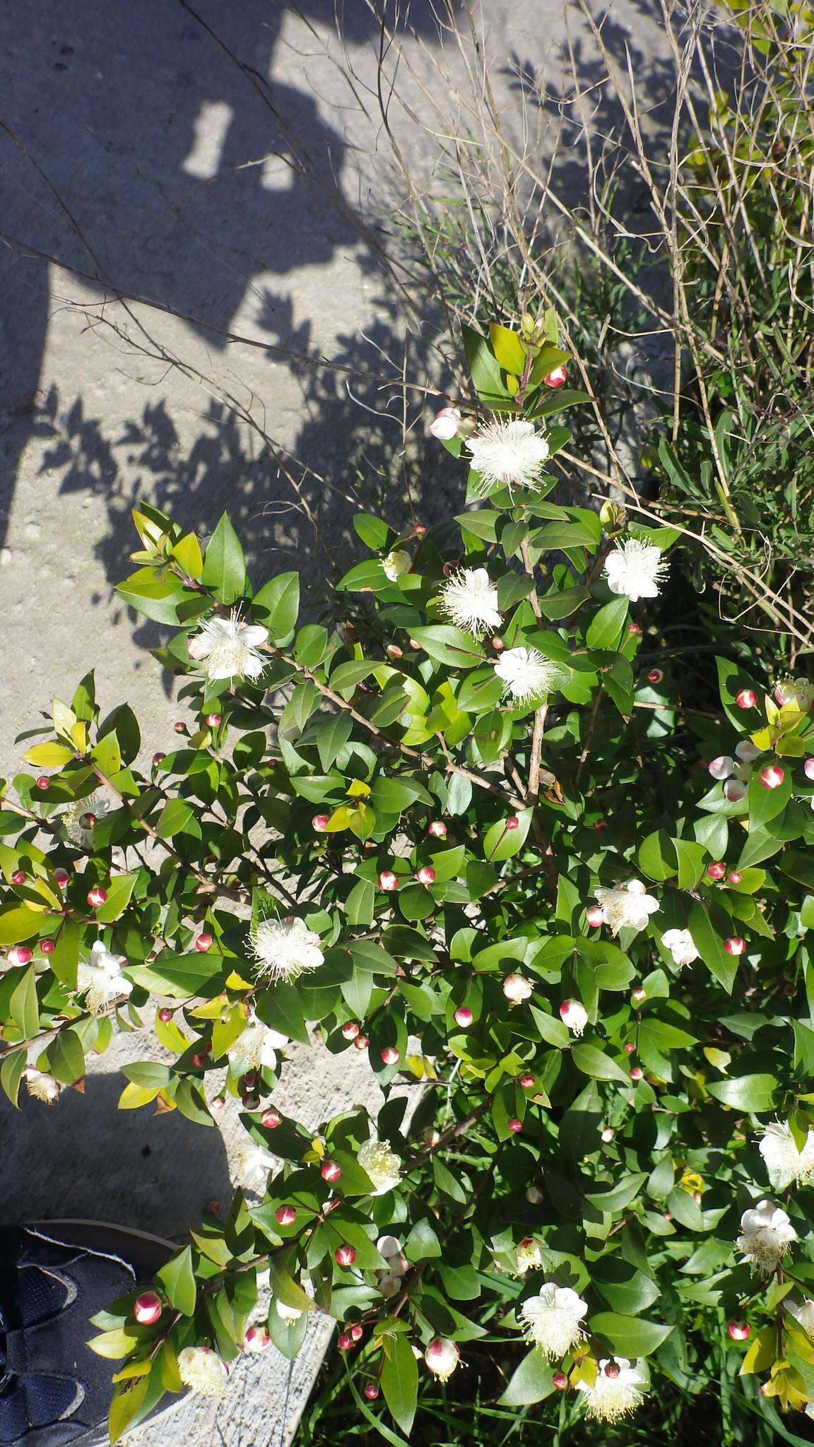 Myrtus communis subsp. communis resmi