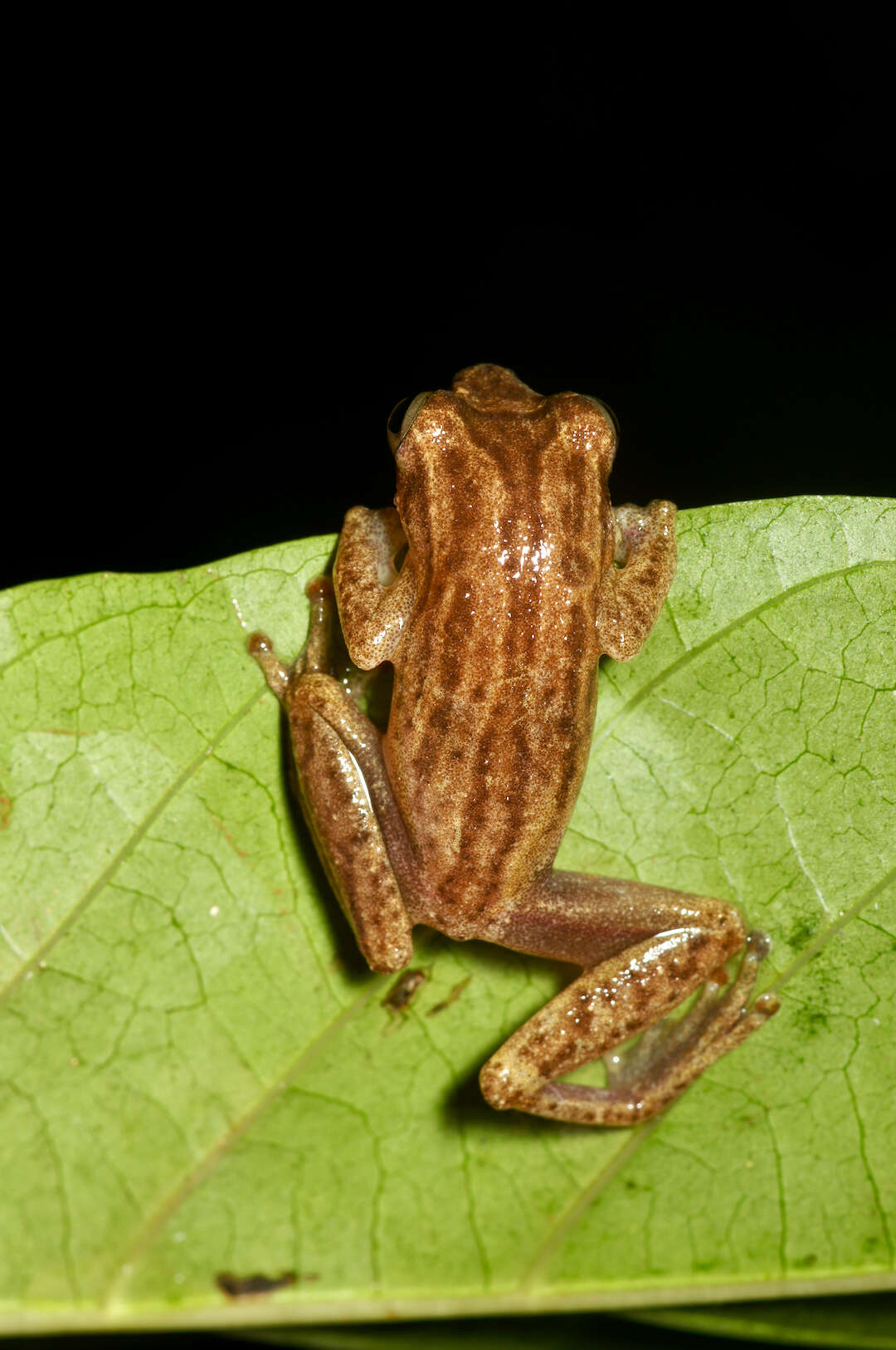 Image of Hyperolius concolor (Hallowell 1844)