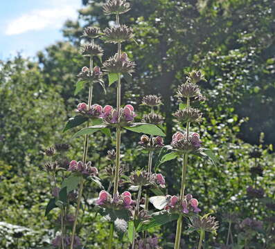 Слика од Phlomis samia L.