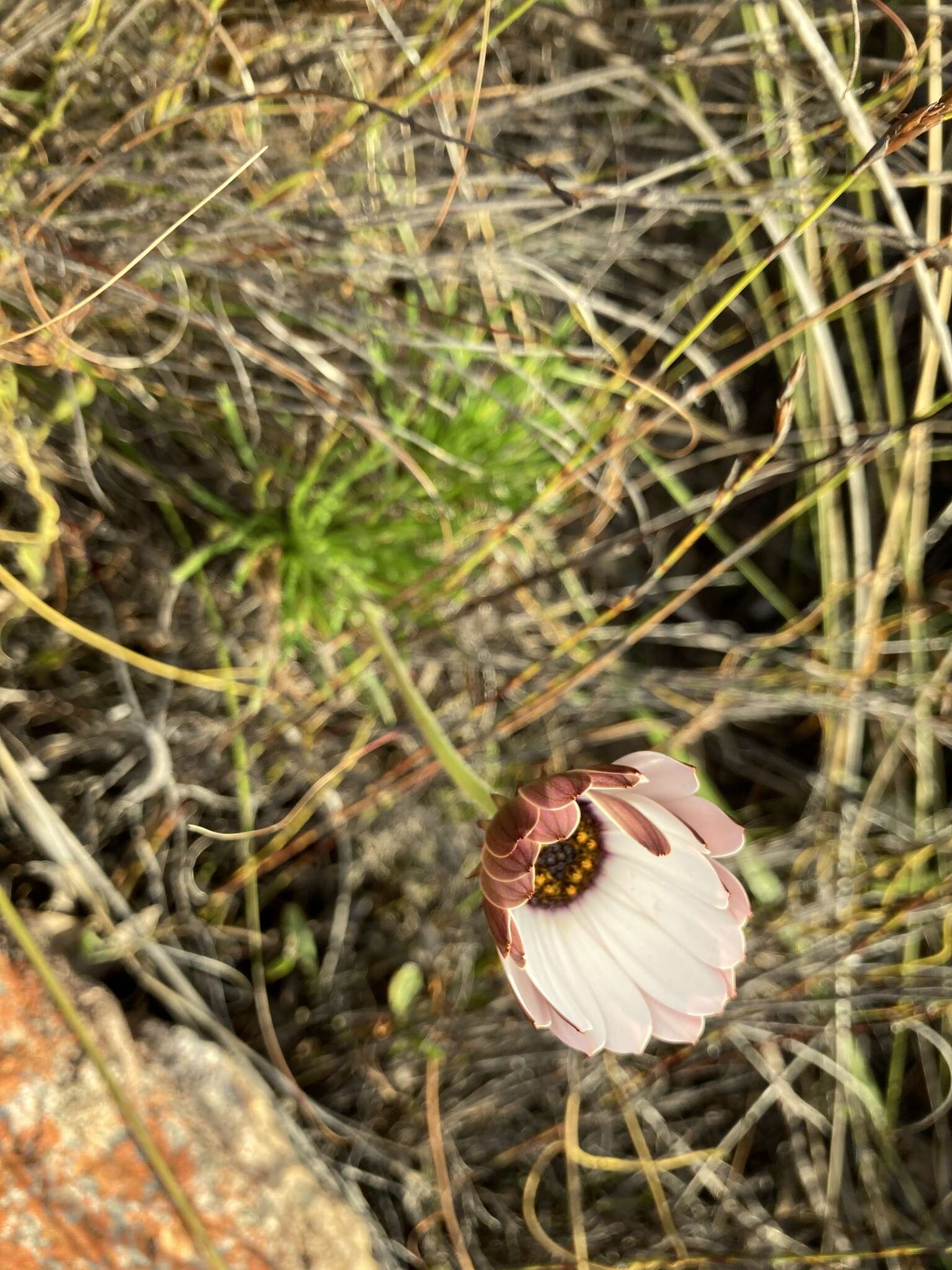 Слика од Dimorphotheca nudicaulis (L.) DC.