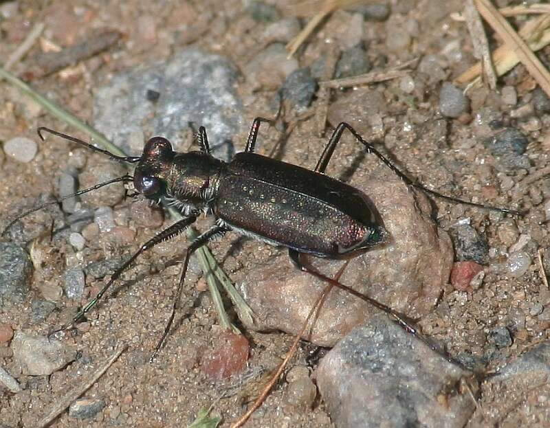 Plancia ëd Cicindela (Cicindelidia) punctulata punctulata A. G. Olivier 1790