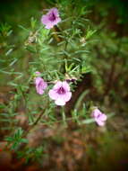 Image of Prostanthera howelliae Blakely