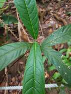 Image of Rothmannia macrophylla (Hook. fil.) Bremek.