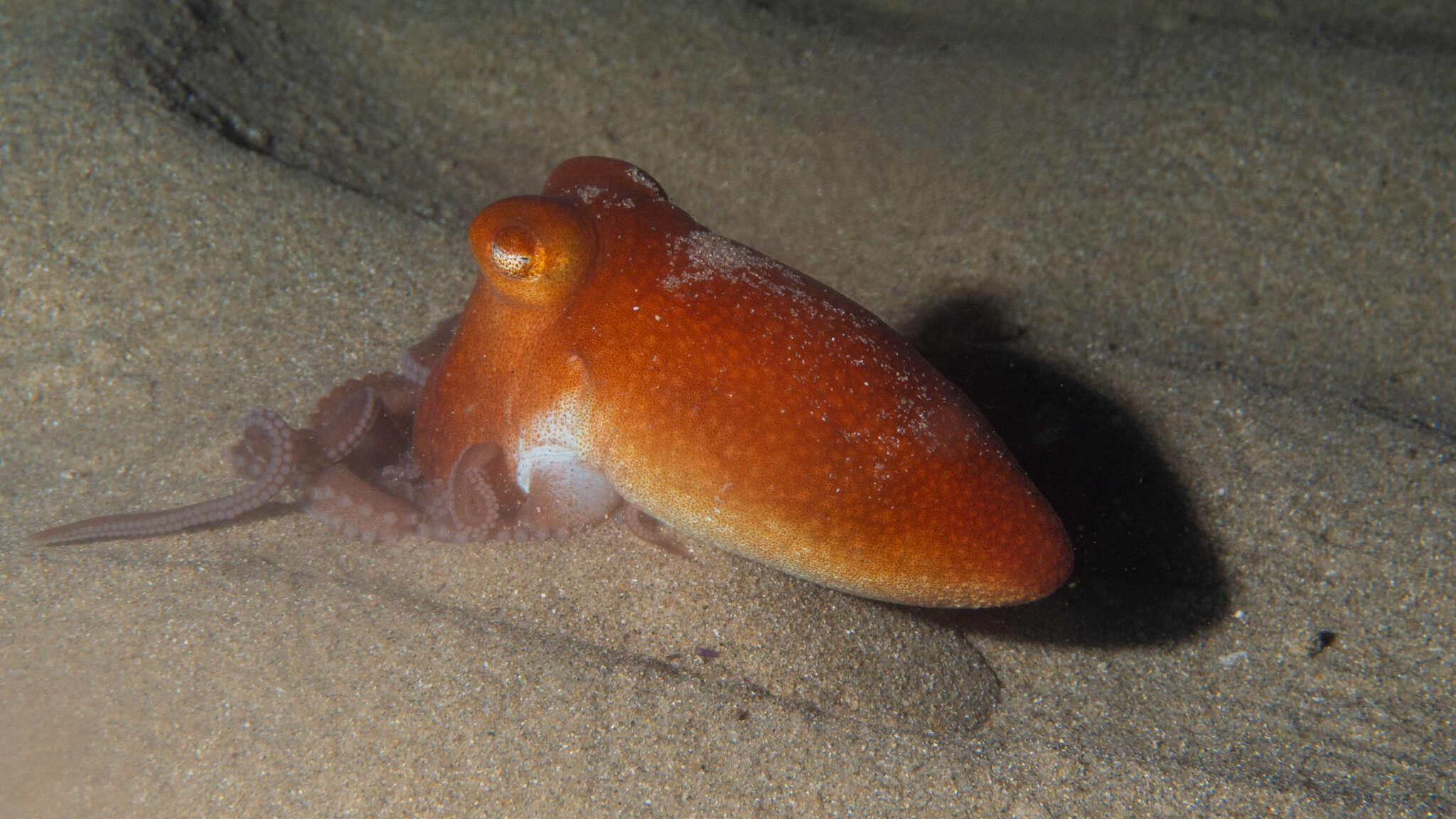 Image of southern sand octopus