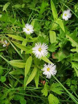 Image of Stellaria radians L.