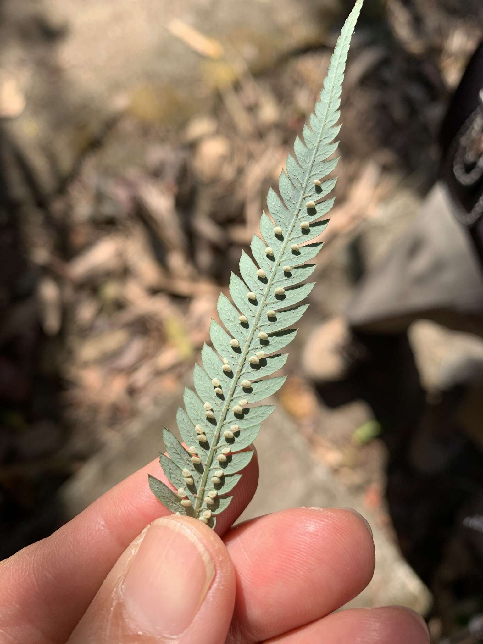 Image of Borneo Golden Fern