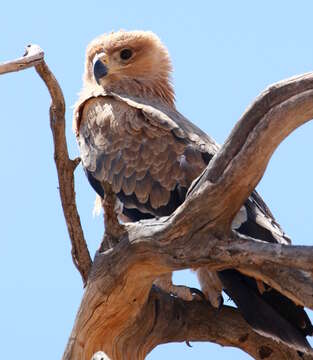 Image of Aquila rapax rapax (Temminck 1828)