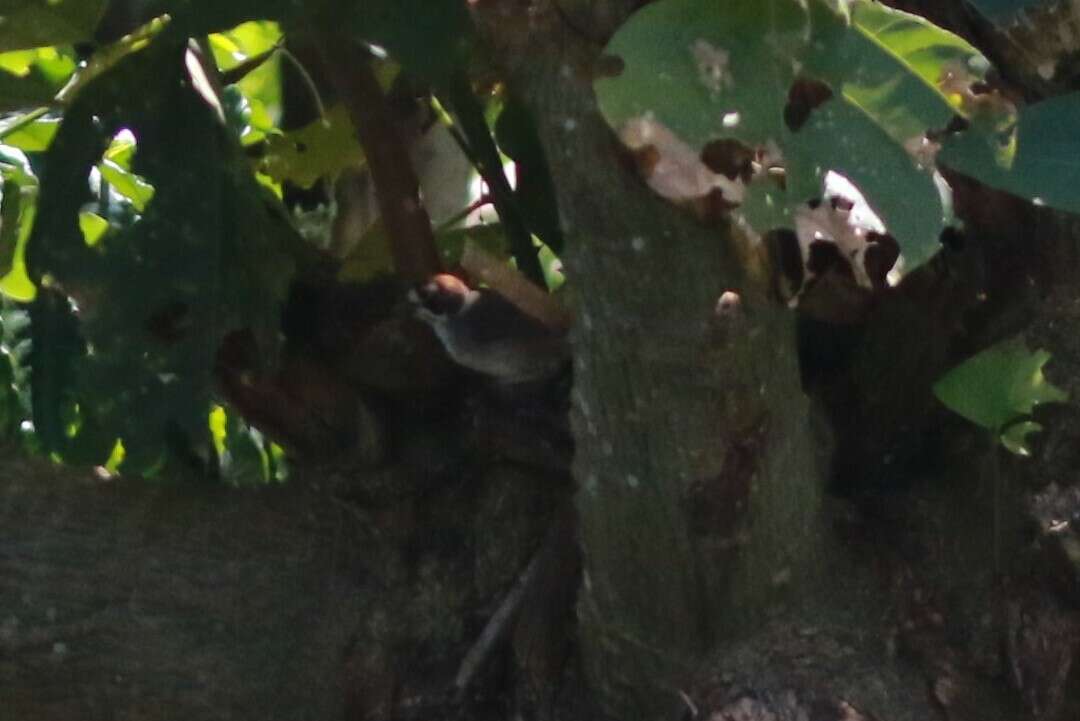 Image of Cabanis's Ground Sparrow