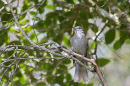 Image of Cinnamon-vented Piha