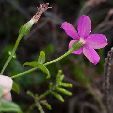 Imagem de Chironia melampyrifolia Lam.