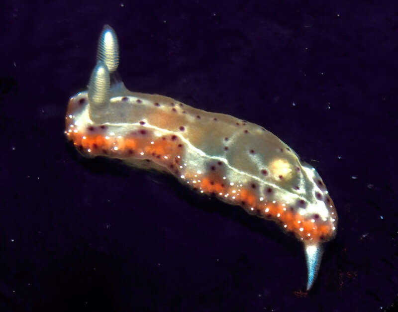 Image of Goniobranchus decorus (Pease 1860)