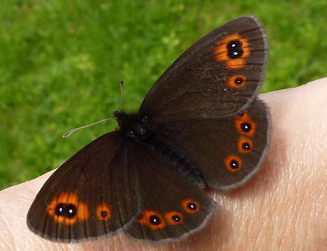 Image of woodland ringlet