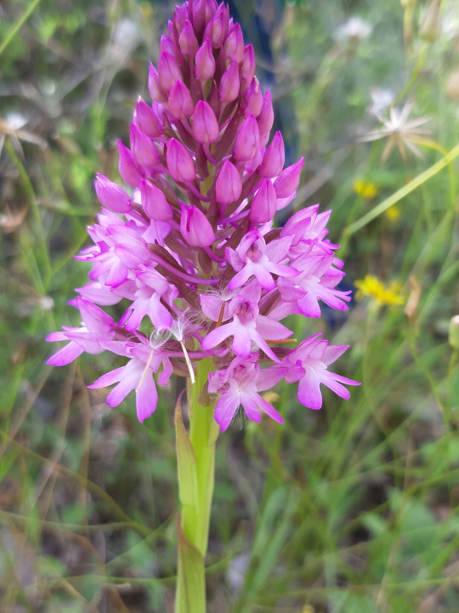 Image of Anacamptis pyramidalis var. pyramidalis