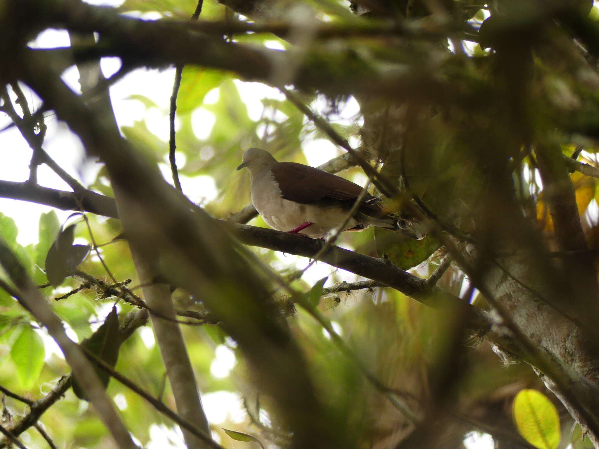 Image of Pallid Dove