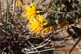 Image of Pteronia elongata Thunb.