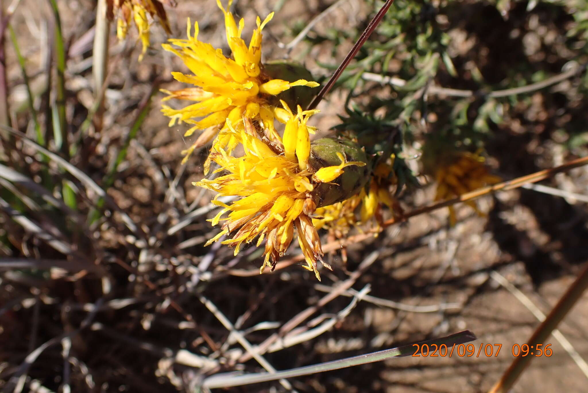 Sivun Pteronia elongata Thunb. kuva