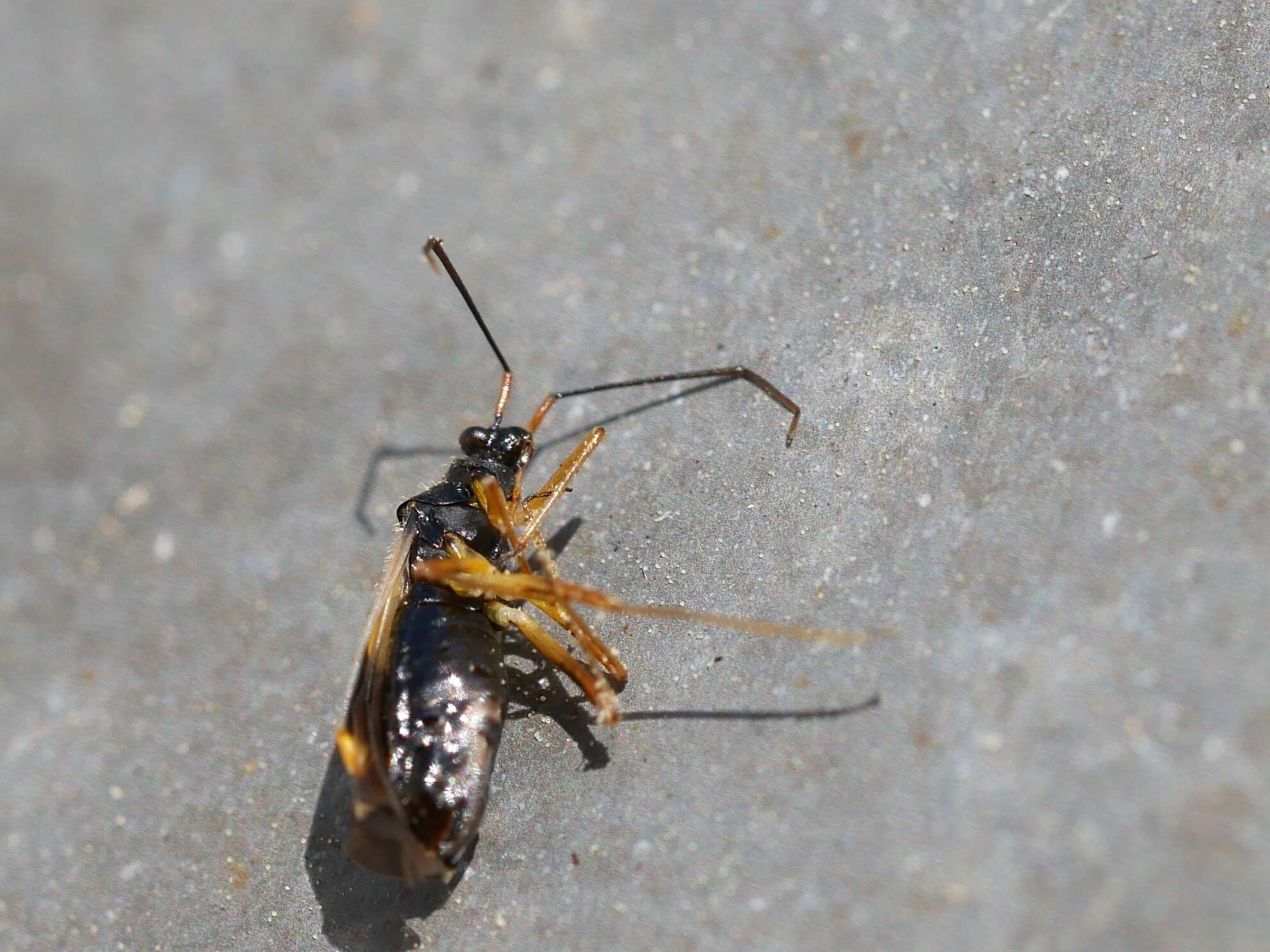 Image of Dryophilocoris