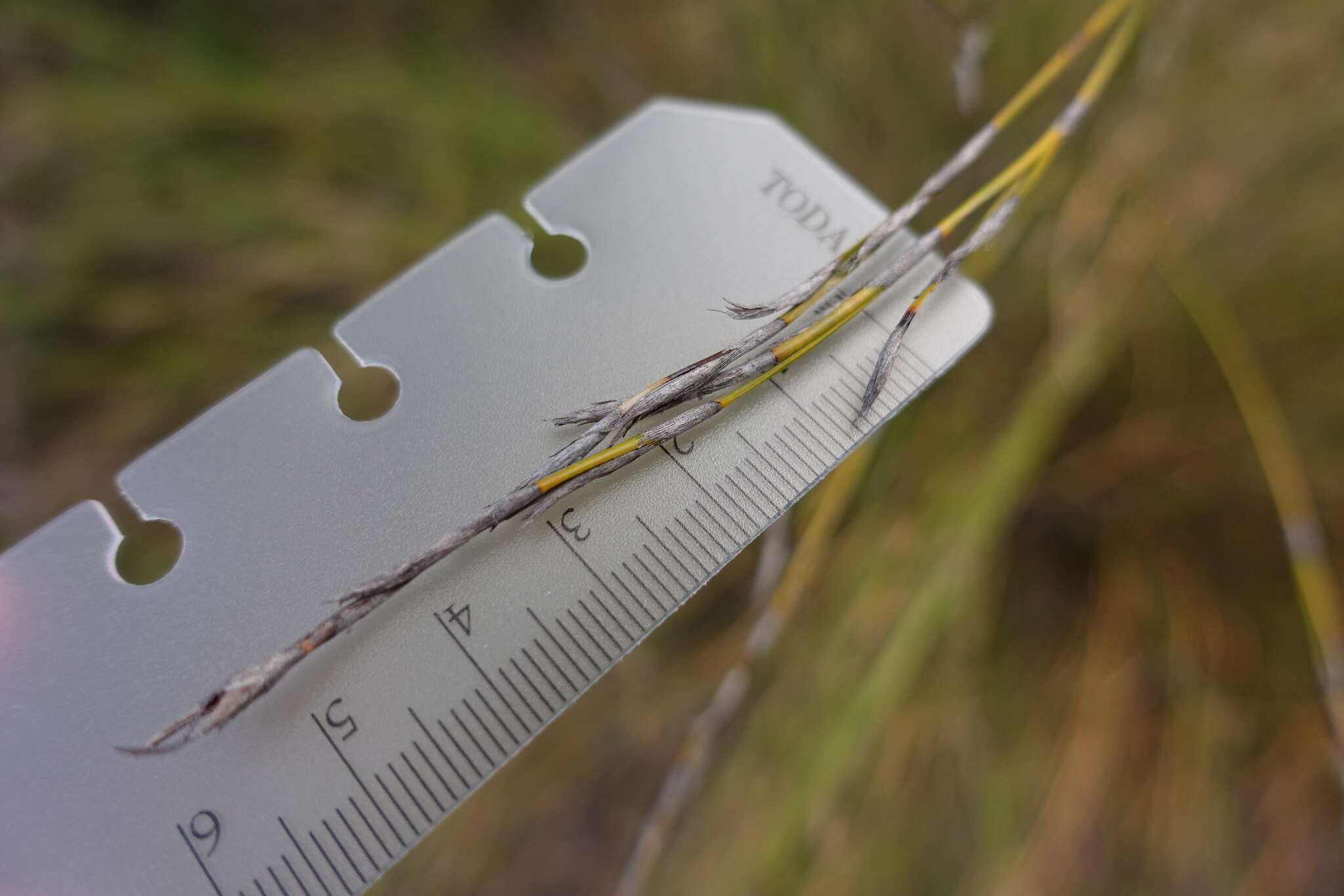 Image of Lepidosperma filiforme Labill.