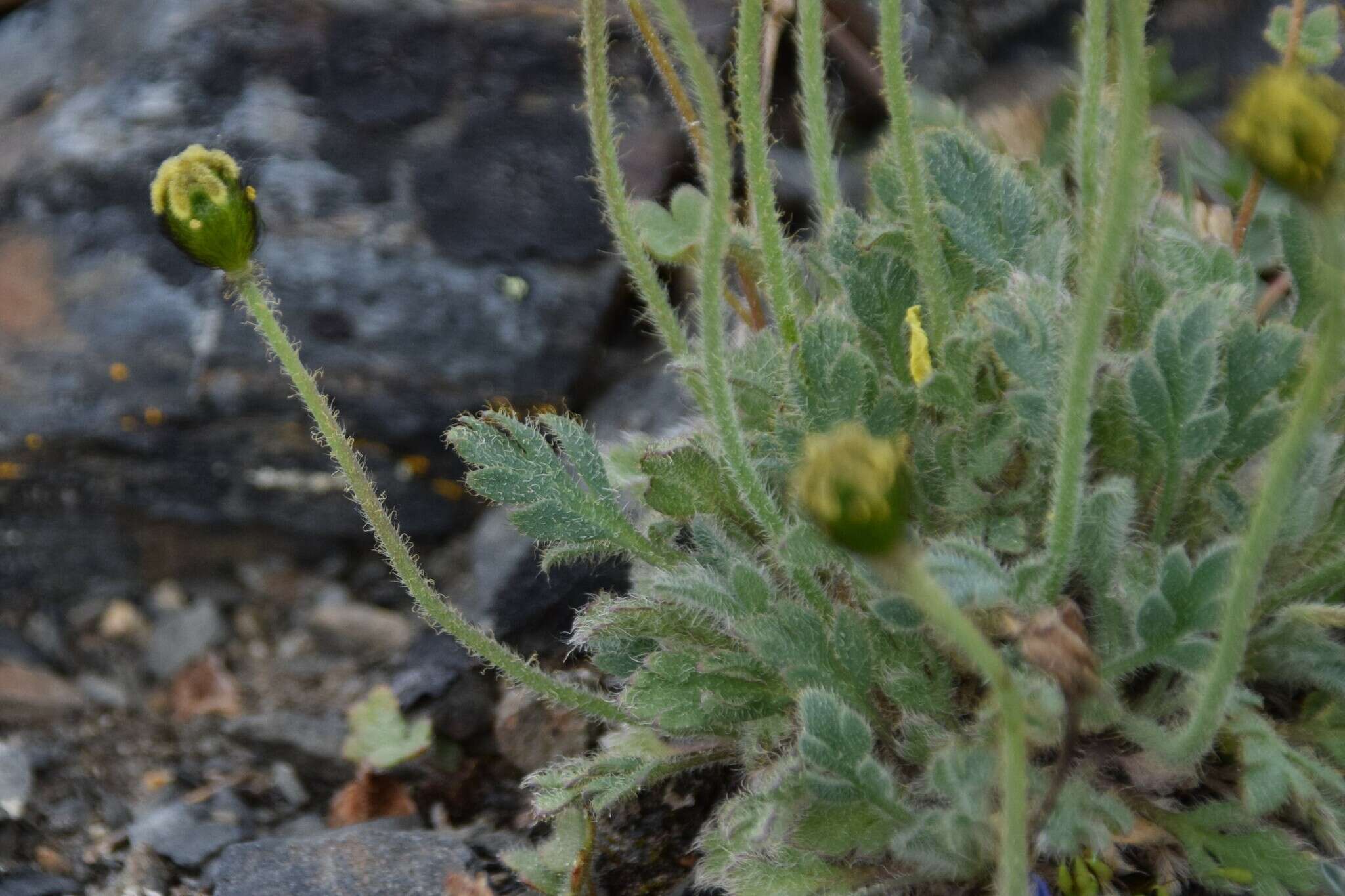 Image of Papaver radicatum subsp. kluanense