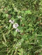 Image of Mentha laxiflora Benth.