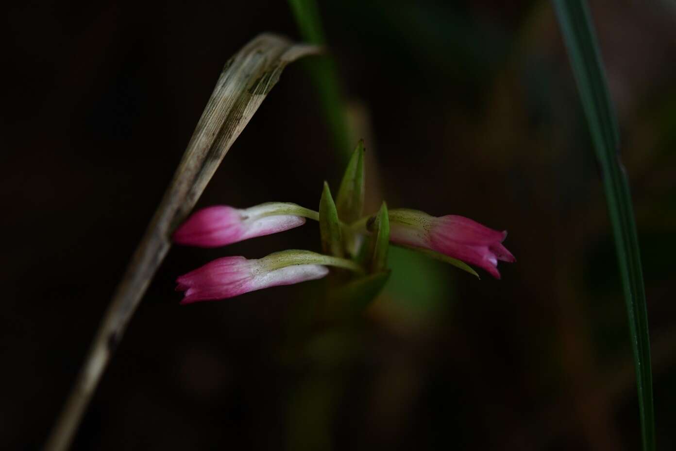 Image de Coelia guatemalensis Rchb. fil.