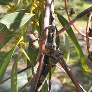 Image of Eucalyptus cephalocarpa Blakely