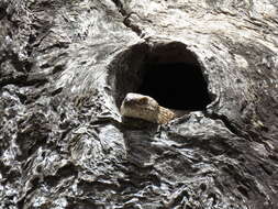 Image of Gidgee Skink