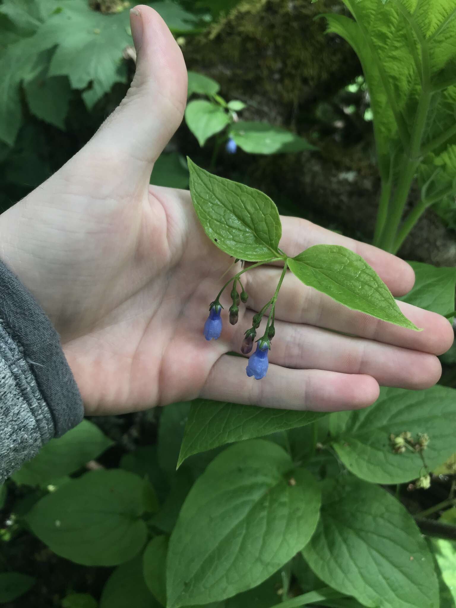 Image of broadleaf bluebells