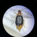 Lebia (Lebia) marginata (Geoffroy ex Fourcroy 1785) resmi