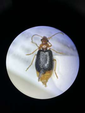 صورة Lebia (Lebia) marginata (Geoffroy ex Fourcroy 1785)