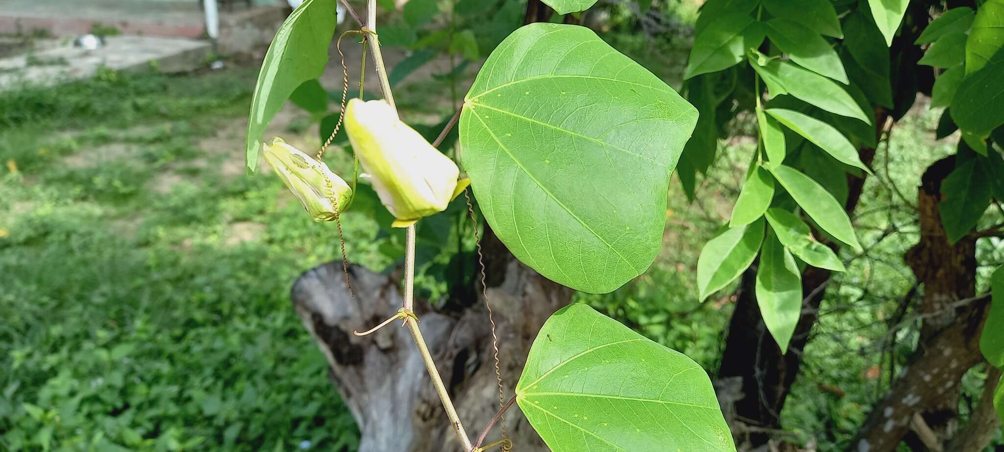 Слика од Passiflora bicornis Mill.