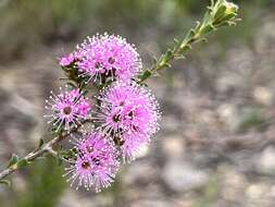 صورة Kunzea capitata subsp. seminuda Toelken