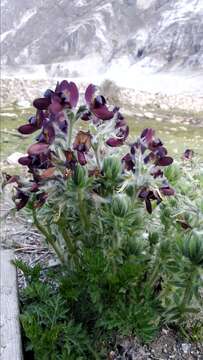 Image of Thermopsis barbata Benth.