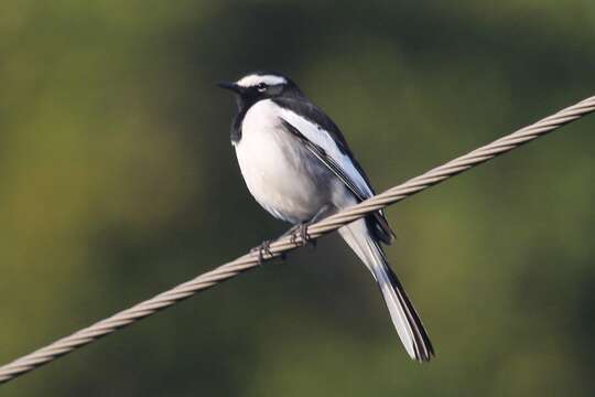 Image of White-browed Wagtail