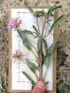 Image of Carleton's sand verbena