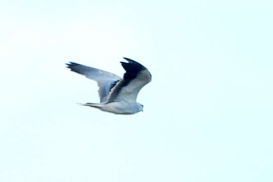 Image of Black-shouldered Kite