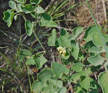 Physalis mollis Nutt.的圖片