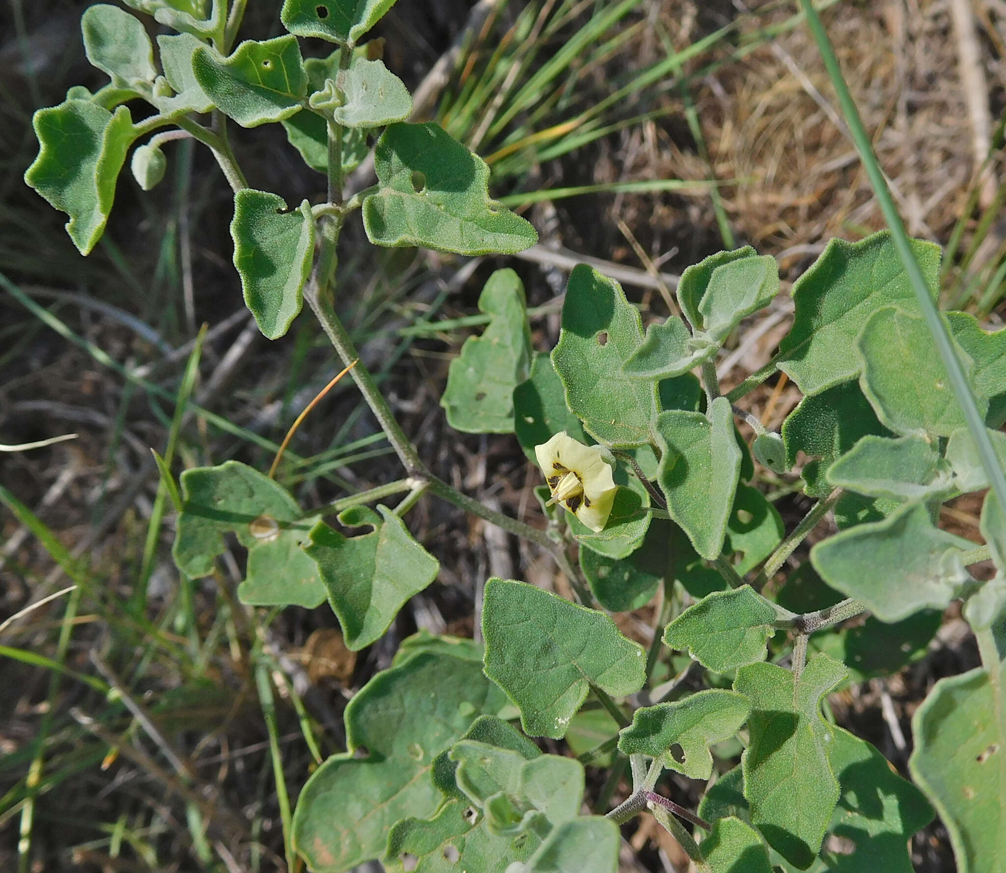 Physalis mollis Nutt.的圖片