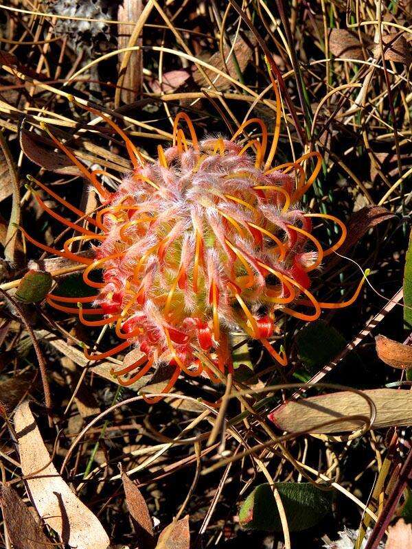 Image of Leucospermum gerrardii Stapf