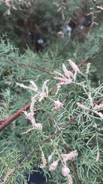 Image of Canary Island tamarisk