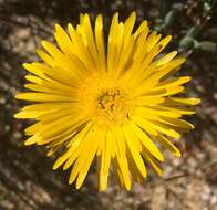 صورة Lampranthus glaucus (L.) N. E. Br.