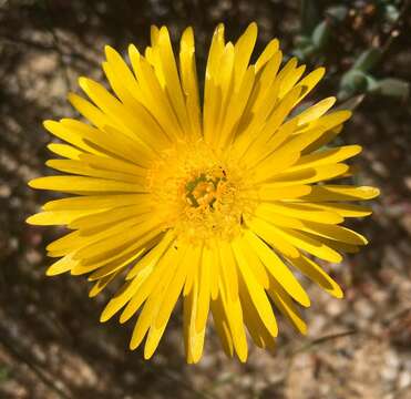 Image of Lampranthus glaucus (L.) N. E. Br.