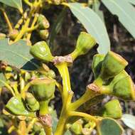 Image of yellow-top mallee-ash