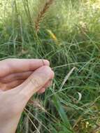 Imagem de Elymus riparius Wiegand