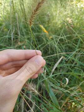 Elymus riparius Wiegand resmi