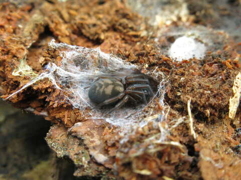 Image of Callobius claustrarius (Hahn 1833)