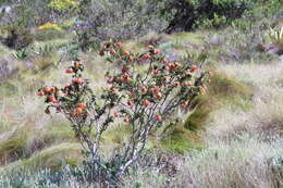 Image of Mountain dahlia