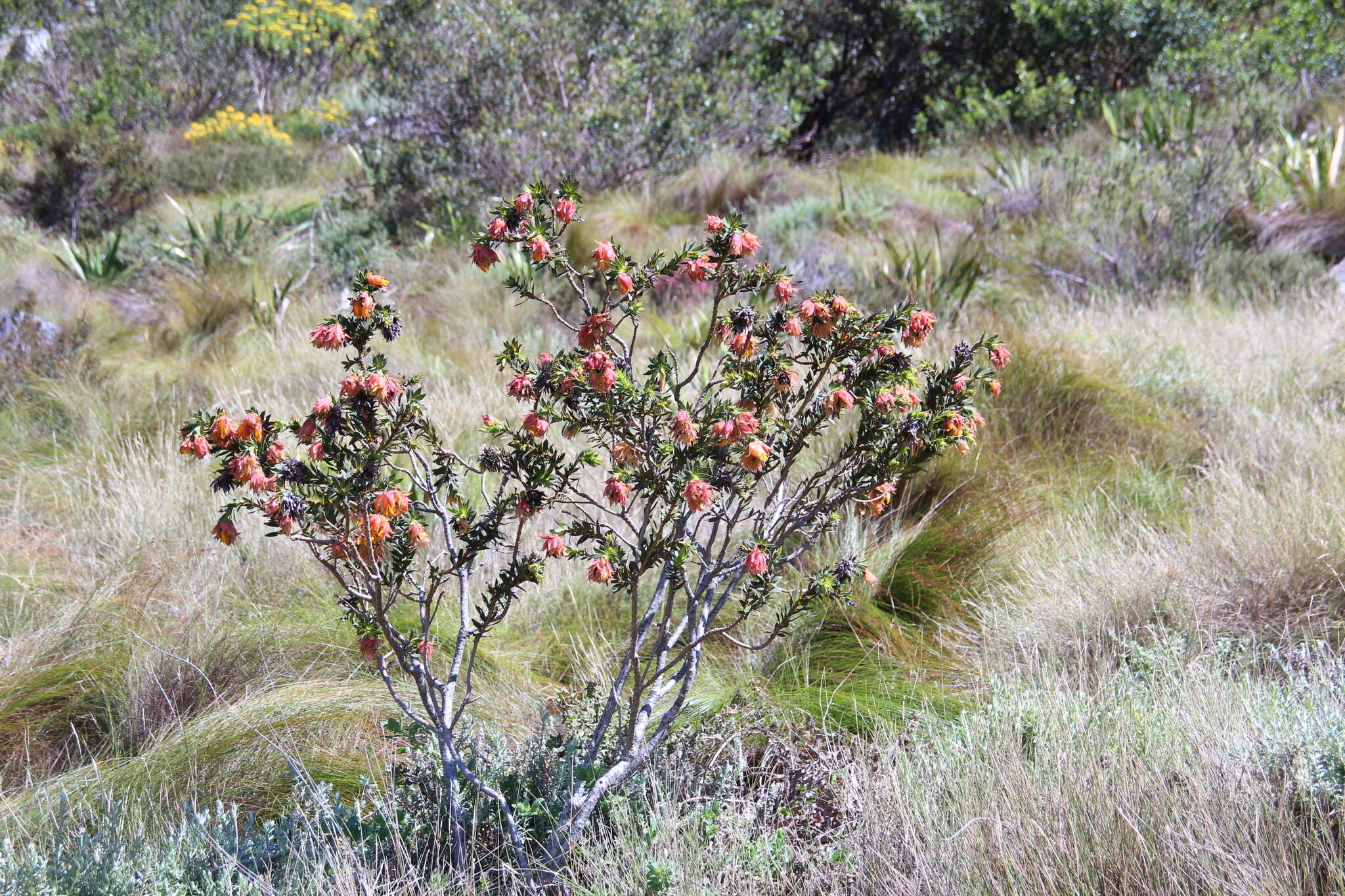 Image of Mountain dahlia