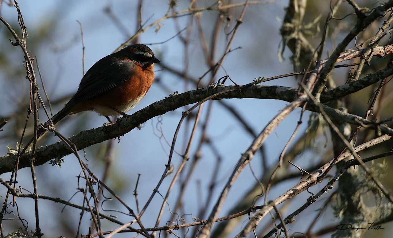 Image of Black-and-rufous Warbling Finch